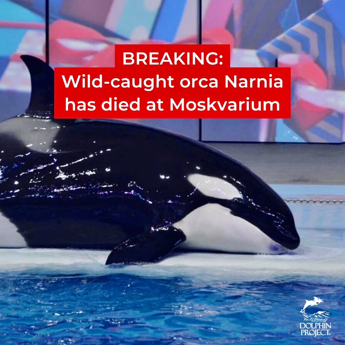 🚨BREAKING NEWS from our friends at @Dolphin_Project 💔🐋

We are so sad to share the news that #Naria, a young captive orca at #Russia's #Moskvarium has died. She was captured from the Sea of #Okhostk in 2012 & only lived to 17 years old at the dolphinairum.⁠😔

#SetThemFree 🐋