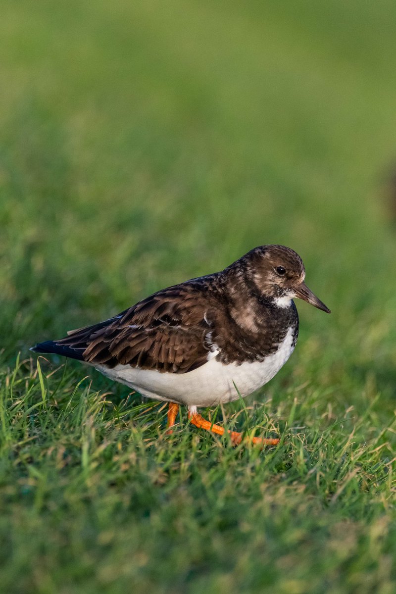 Beautiful ruddy turnstone I saw at the beach over the weekend. Sadly it wasn’t making that wonderful stone flipping sound because it seemed to prefer foraging in the grass.
#BirdsSeenIn2023 #UKNature #BirdPhotography #Aberdeen