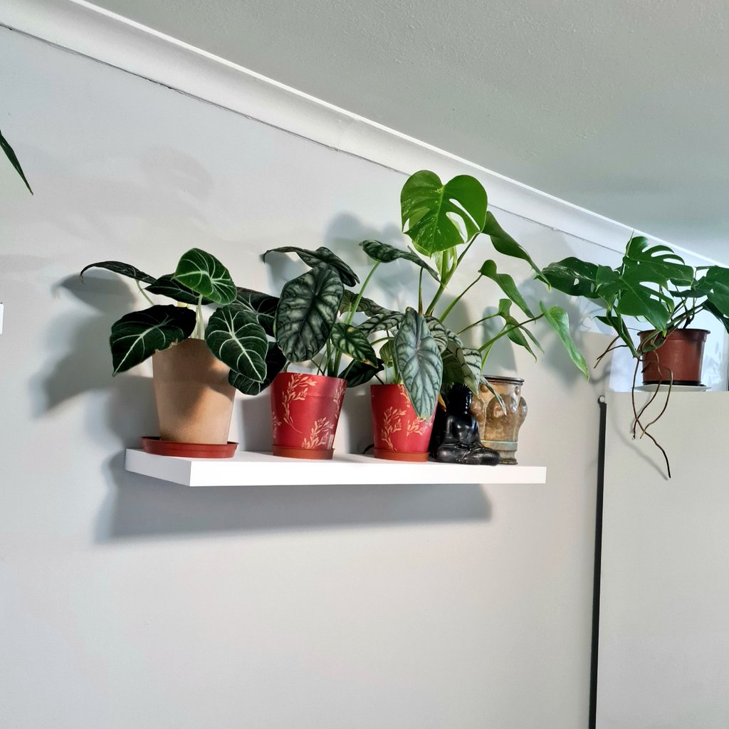 RealFrancoisvT's tweet photo. New paint, new curtains, and some new shelfing for the plantbabies❤️ #houseplants #planttwitter #alocasia #philodendron #monstera #deliciousmonster #varigated #love #plant https://t.co/XZL6PPJxAV