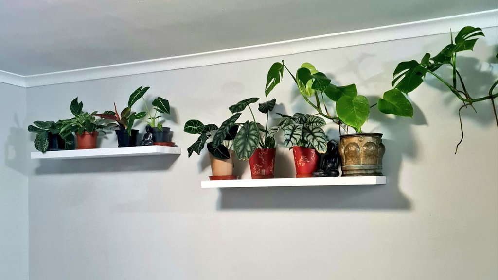 New paint, new curtains, and some new shelfing for the plantbabies❤️ #houseplants #planttwitter #alocasia #philodendron #monstera #deliciousmonster #varigated #love #plant