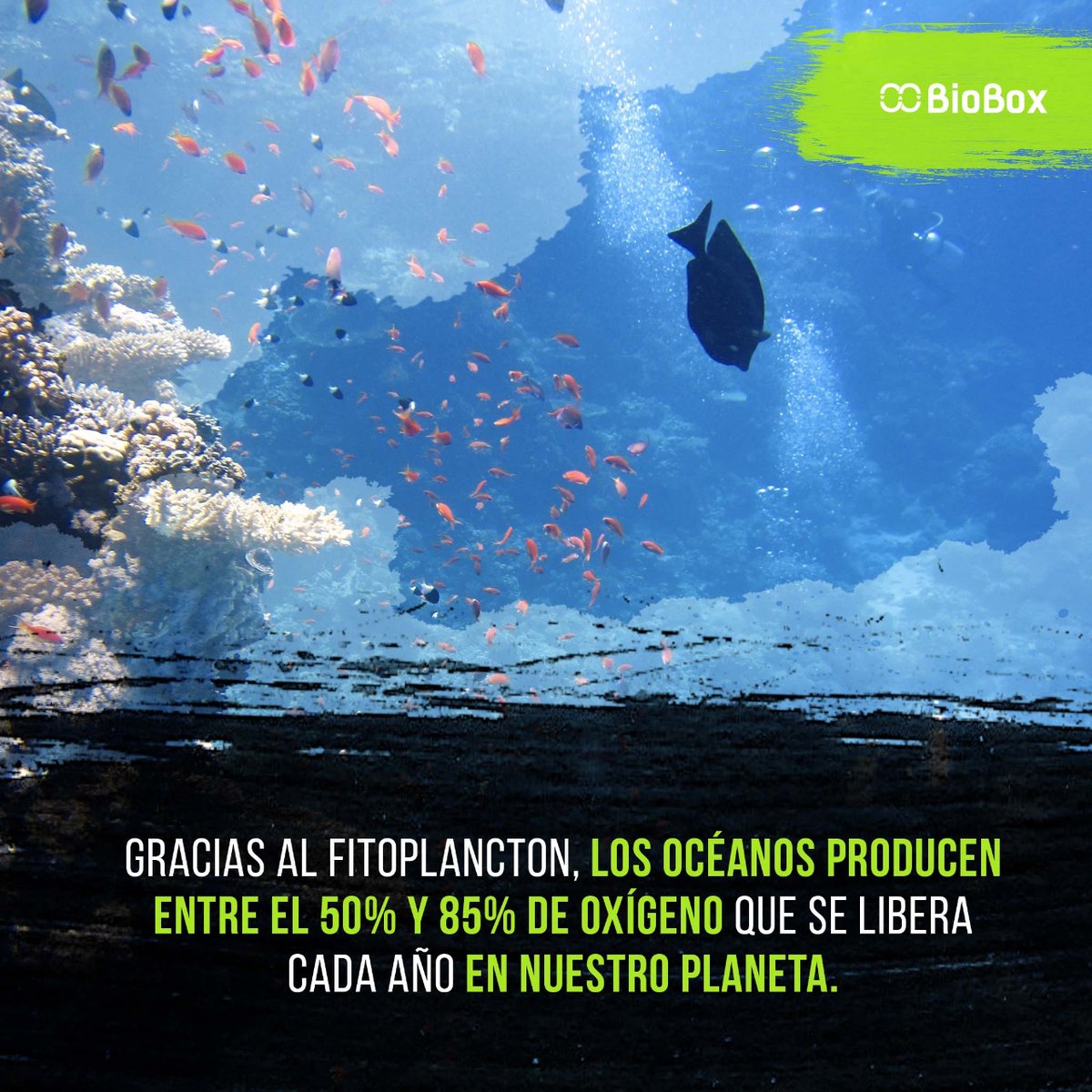 BioBox_Mx tweet picture