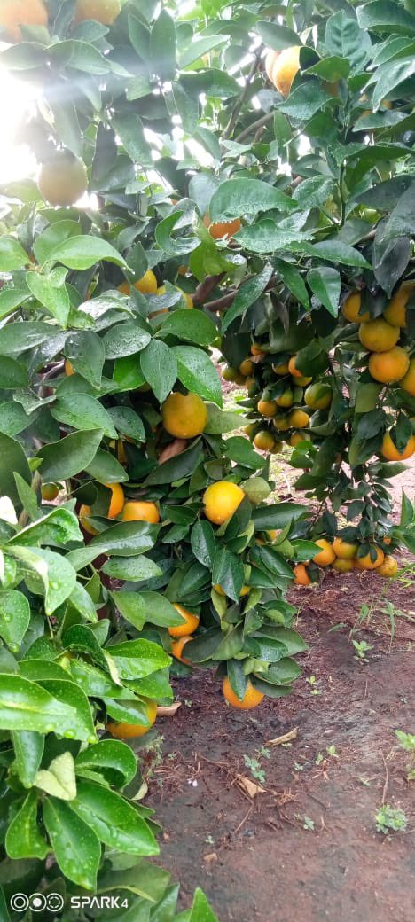 KiprutoRChebii's tweet photo. Kerio Valley Citrus Orchards ,@ElgeyoMarakwetC 
Specs:Shape,Color,Size,sugars,taste🏅@MakeItKenya 
Kerio is rich,let’s open up the @kipmurkomen https://t.co/18euQ8Am3c