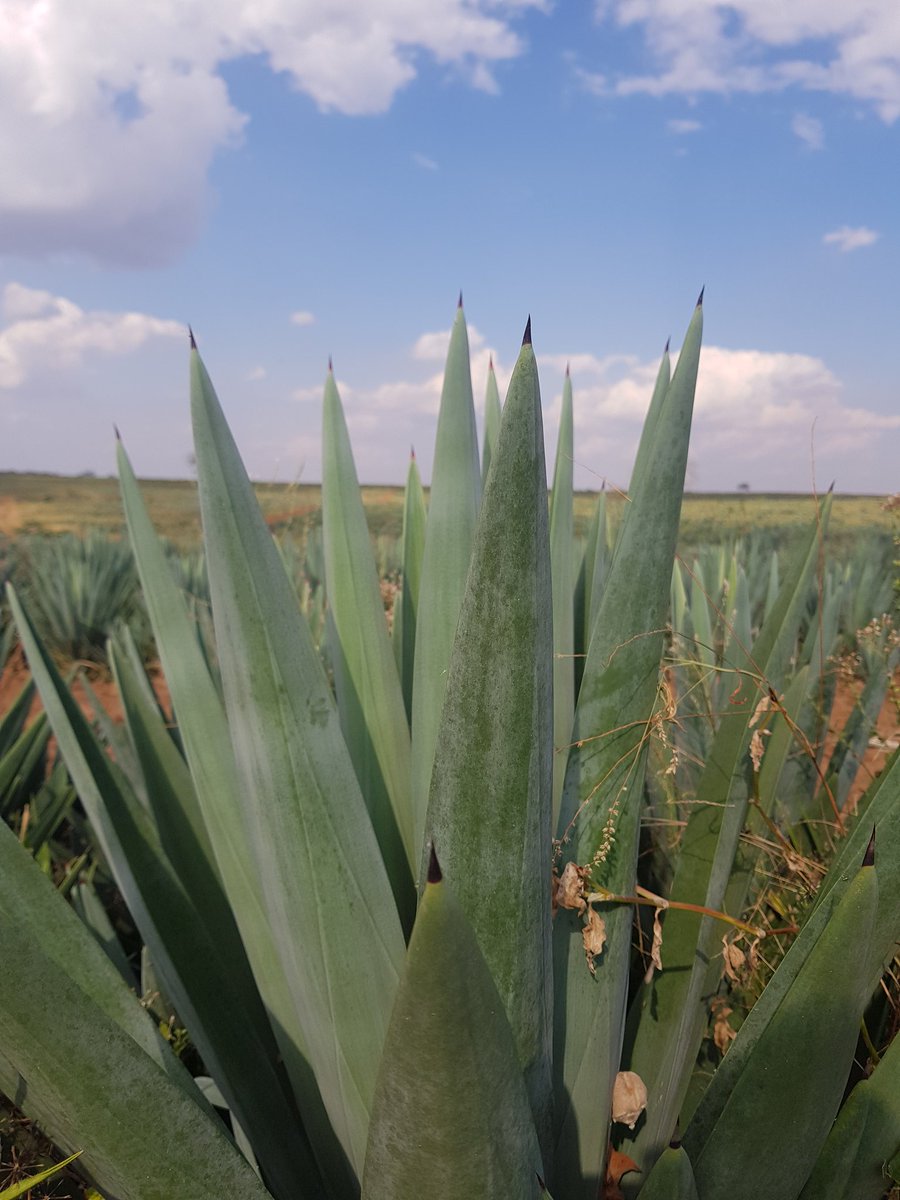 Kingsway_estate sisal ltd 
#sisal morogoro #Tanzania