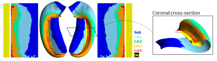 jordandekraker (@jordandekraker) on Twitter photo Automated hippocampal unfolding for morphometry and subfield segmentation with HippUnfold:
elifesciences.org/articles/77945
Not your everyday view of hippocampal subfields!
<a href="/hipposubfields/">Hippocampal Subfield Group @hipposubfields on bsky</a> Automated hippocampal unfolding for morphometry and subfield segmentation with HippUnfold:
elifesciences.org/articles/77945
Not your everyday view of hippocampal subfields!
<a href="/hipposubfields/">Hippocampal Subfield Group @hipposubfields on bsky</a>