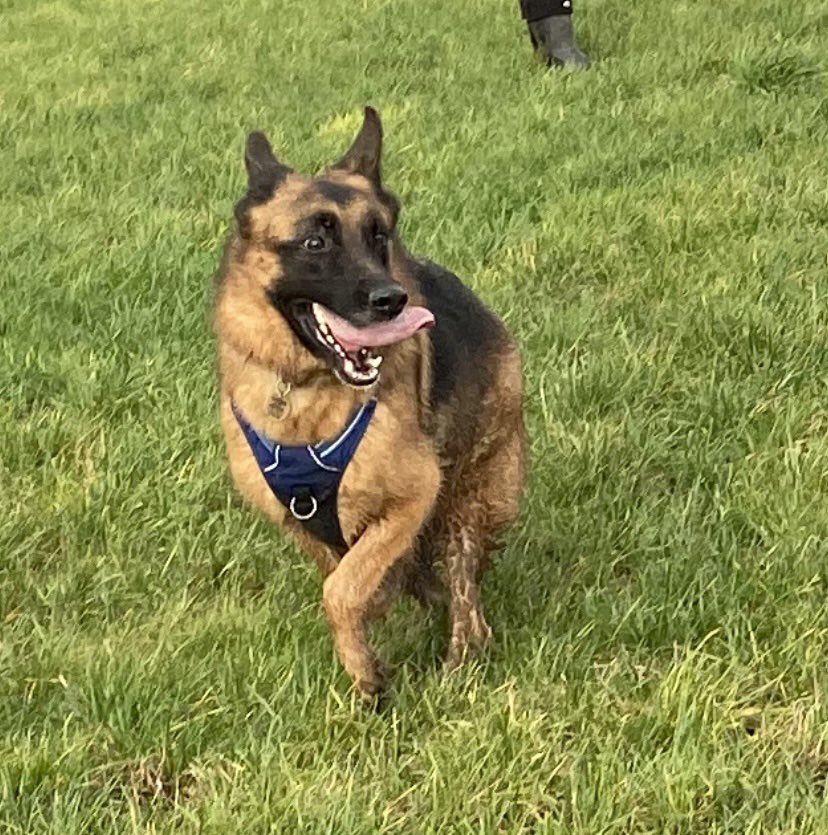 FigoGSD's tweet photo. Happy #tongueouttuesday  #germanshepherd #rescuedog @gsrescueelite https://t.co/pzv6rcMTDr