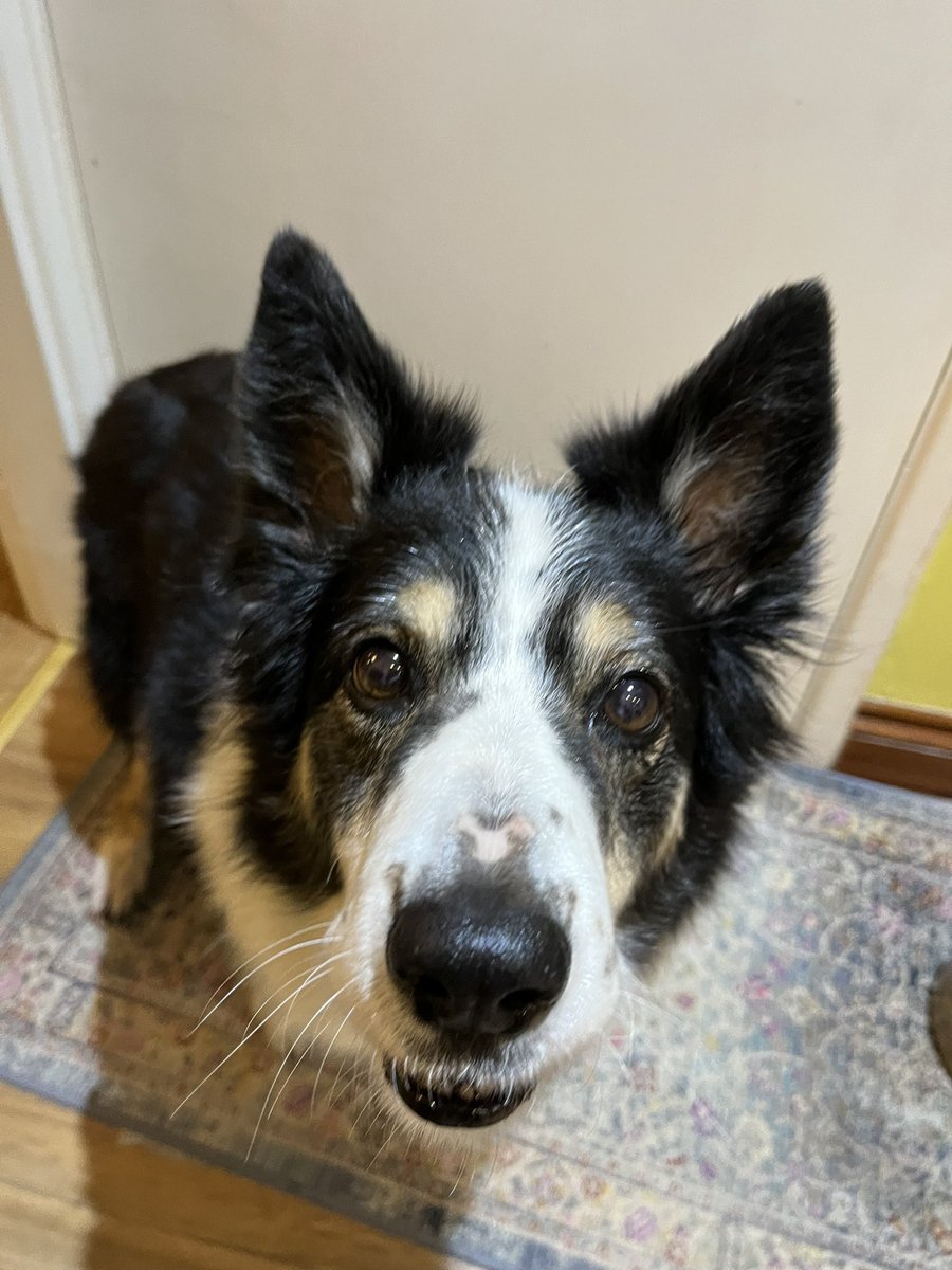 Puppy Bess and Auntie Kes tweet media