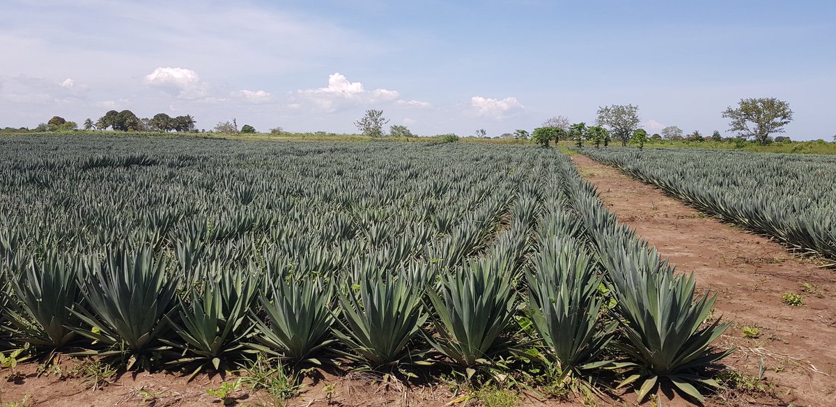 #SISAL tanazania fibre #morogoro