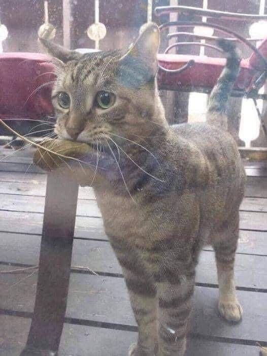 人々が魚を買いに来て、所有者にお金を渡すのを見て、この猫は外に出て、魚の代金を支払うために葉っぱを手に入れました。初日、店主はこれがとてもかわいいと思ったので、彼女に小さな魚をあげました。今では毎日、この猫は葉っぱを加え魚を買いにやってくる。 😍

@SourceLoveLight