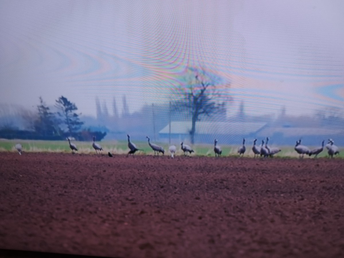 FascinatingFens's tweet photo. Great to see the #NeneWashes on @BBCTheOneShow this evening featuring #cranes in #TheFens and @mhssly https://t.co/CcNuXUNhUn