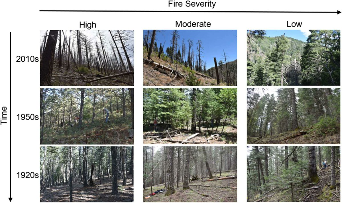 NathanSGill's tweet photo. Check out this new paper in Fire Ecology from my former masters' student Tara Durboraw on the structure of post-fire habitat for Mexican spotted owls: https://t.co/EqDs2jonYF https://t.co/rDBkpYGHL7