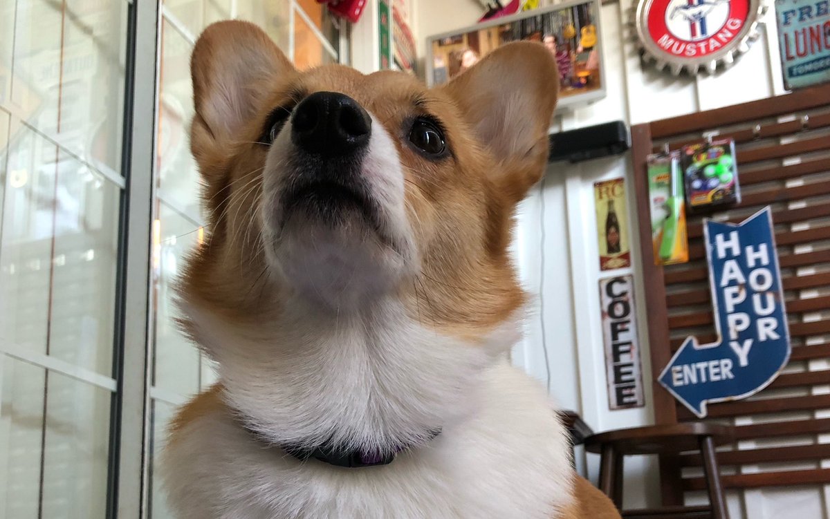 HappyCorgiPlays's tweet image. hewwo #corgiclub #corgi #corgicrew #pembrokewelshcorgi #cute