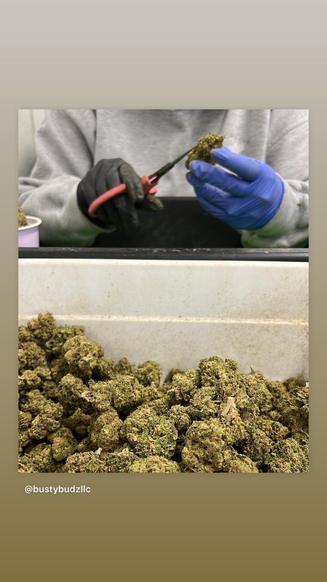 TheShow7488's tweet photo. Cleaning up some product to be bagged up and shipped to fweedom in MLT hopefully Thursday. #WhiteWidow #Thc22% #Mmemberville #BustyBudz https://t.co/GmxFayeI0m