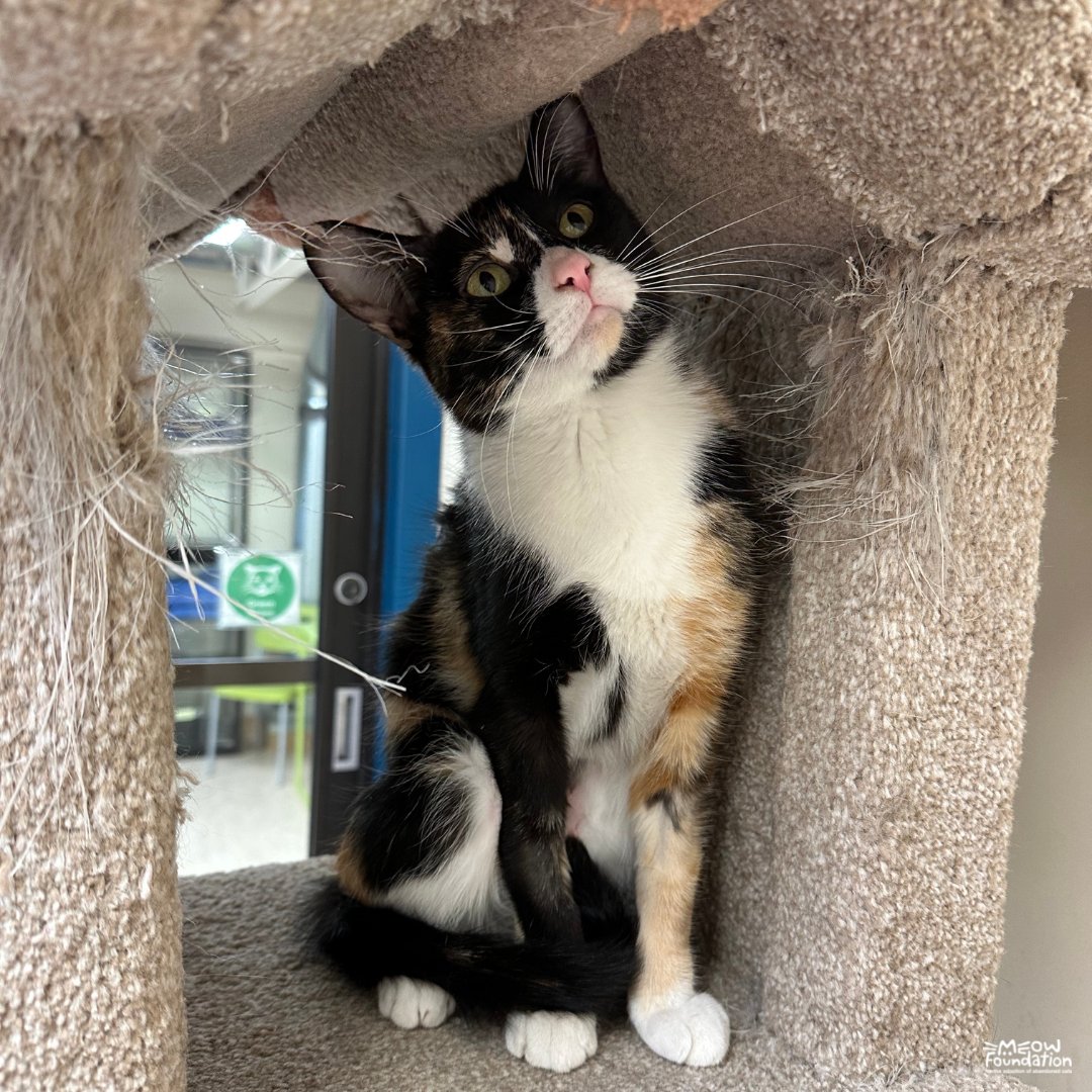 Isn't Callie the calico a pretty girl?? 😻 What is your favourite type of kitty? We would love to know your answer down below! . . . #meowfoundation #2023 #january #yycliving #justforfun #catloversclub #rescuecat #supportrescue
