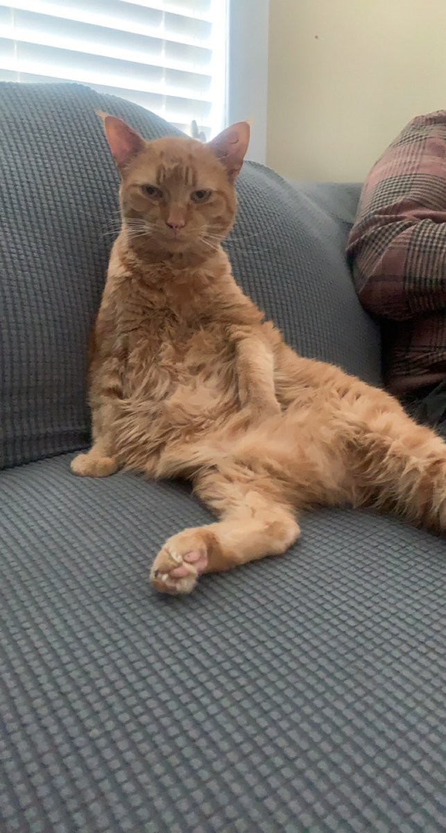thealienellie's tweet photo. @TranslatedCats this is Ru https://t.co/mX5rizNbog