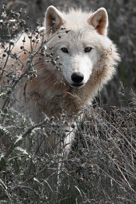 If not burned in dens (yes, it happens in Northern Rockies) they grow to become one of Nature’s most important species. #RelistWolves @POTUS #ProtectAmericasWolves