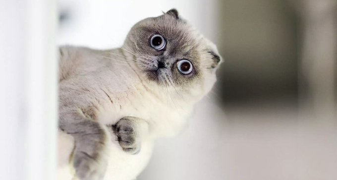 Retweet my kitty 🥺💕 https://t.co/ExcMcsJqdW<a href="/tag/charlotteflair"class="tags"><span>#charlotteflair</span></a>