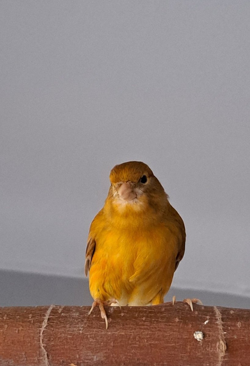 The_BirdBand's tweet photo. Henlo frens 👋 My name is BeGee. Mama rescued me the summer of 2022. She found me lost in the street and welcomed me to the flock. She thinks I was born in 2022 and that I'm a boy.. we'll never know 🤷🏽♀️
.
#canary #canario #begees #birds #BirdsOfTwitter https://t.co/VeU0dSJXVD