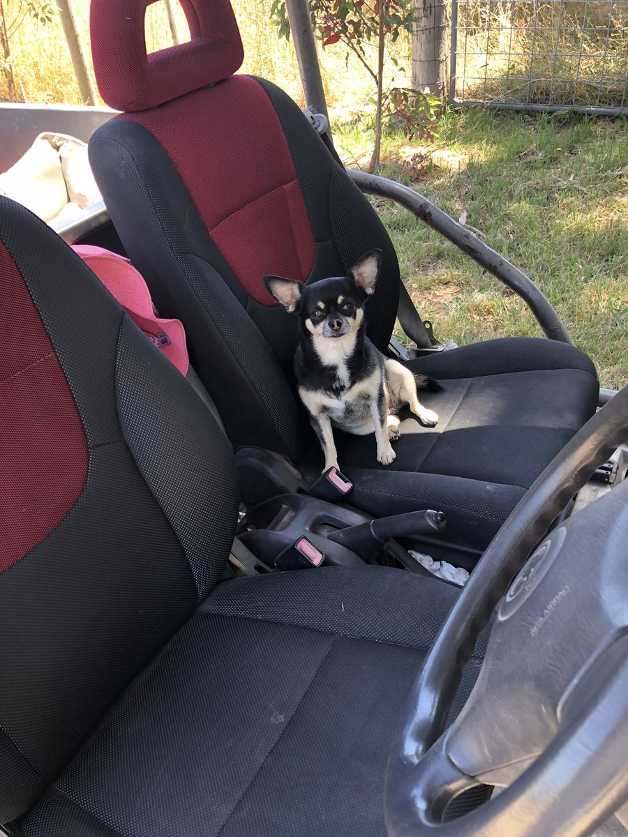 Yesterday boys spent day riding while my little shadow Coco kept me company as I was watering young trees. 
#FarmLife #Motorbikes #Chihuahua #Ute #MacedonRanges #Summer #SummerDays #Australia