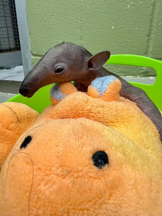 We have very sad news from our Animal Ambassador Team that the tamandua pup born last week passed away yesterday. This was unexpected, as mom and baby appeared to be doing well.  Please keep the tamandua care team in your thoughts.  This is a tremendously difficult loss for them.