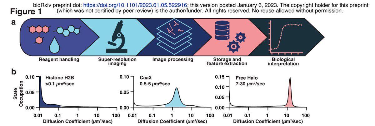 Anders Sejr Hansen (@anders_s_hansen) on Twitter photo Impressive scaling of live-cell single-particle tracking to the throughput of >10^6 cells per day by <a href="/dmcswiggen1/">David McSwiggen</a> at al <a href="/EikonTX/">Eikon Therapeutics</a> :
biorxiv.org/content/10.110… Impressive scaling of live-cell single-particle tracking to the throughput of >10^6 cells per day by <a href="/dmcswiggen1/">David McSwiggen</a> at al <a href="/EikonTX/">Eikon Therapeutics</a> :
biorxiv.org/content/10.110…