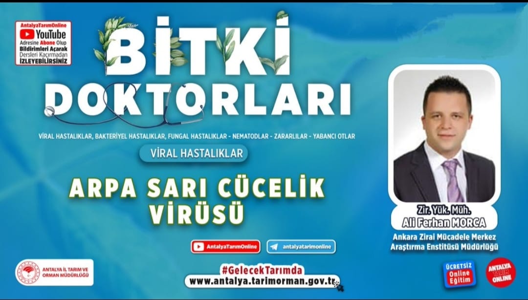 #BitkiDoktorları
Ankara Zirai Mücadele Merkez Araştırma Enstitü Müdürlüğünden Zir. Yük Müh. Ali Ferhan Morca ile #Arpa Sarı Cücelik Virüsü👇
youtu.be/KfScisWplZg

#GelecekTarımda 
#TarımAntalyada

<a href="/VahitKirisci/">Prof.Dr.Vahit Kirişci</a> 
<a href="/ersinyazici1/">Ersin YAZICI</a> 
<a href="/gokhankaraca_/">Gökhan Karaca</a>