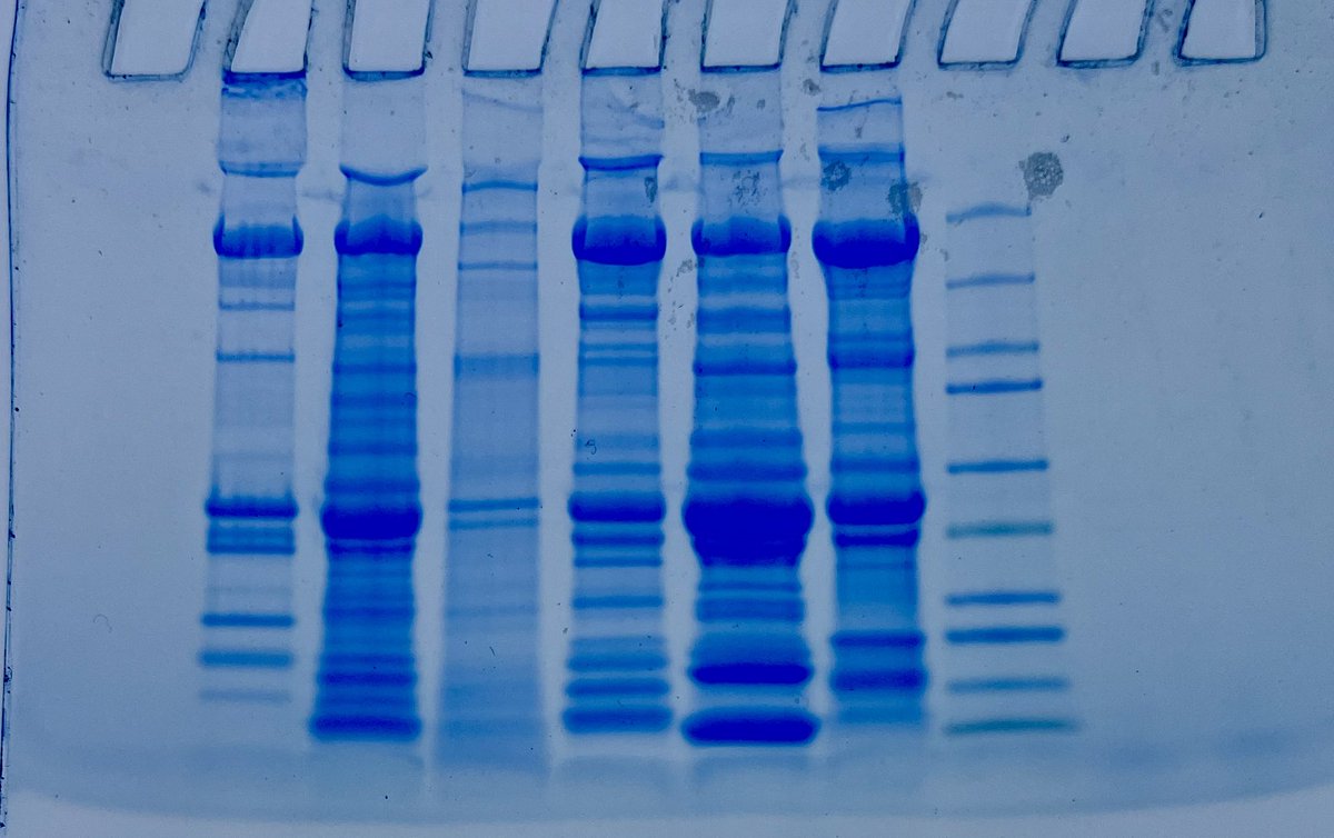 Fish proteome analysis in fish muscle.  Evolution labs continue.