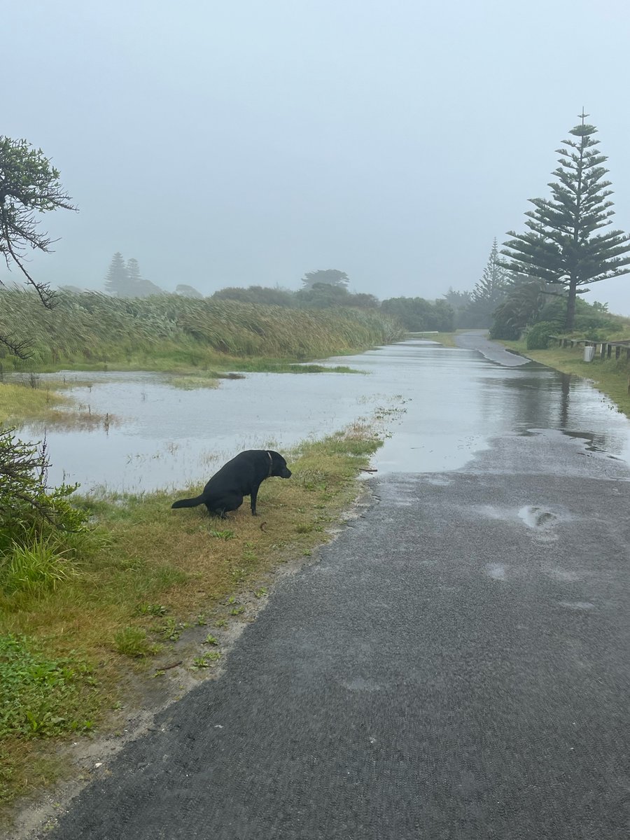 Damon Harvey tweet media