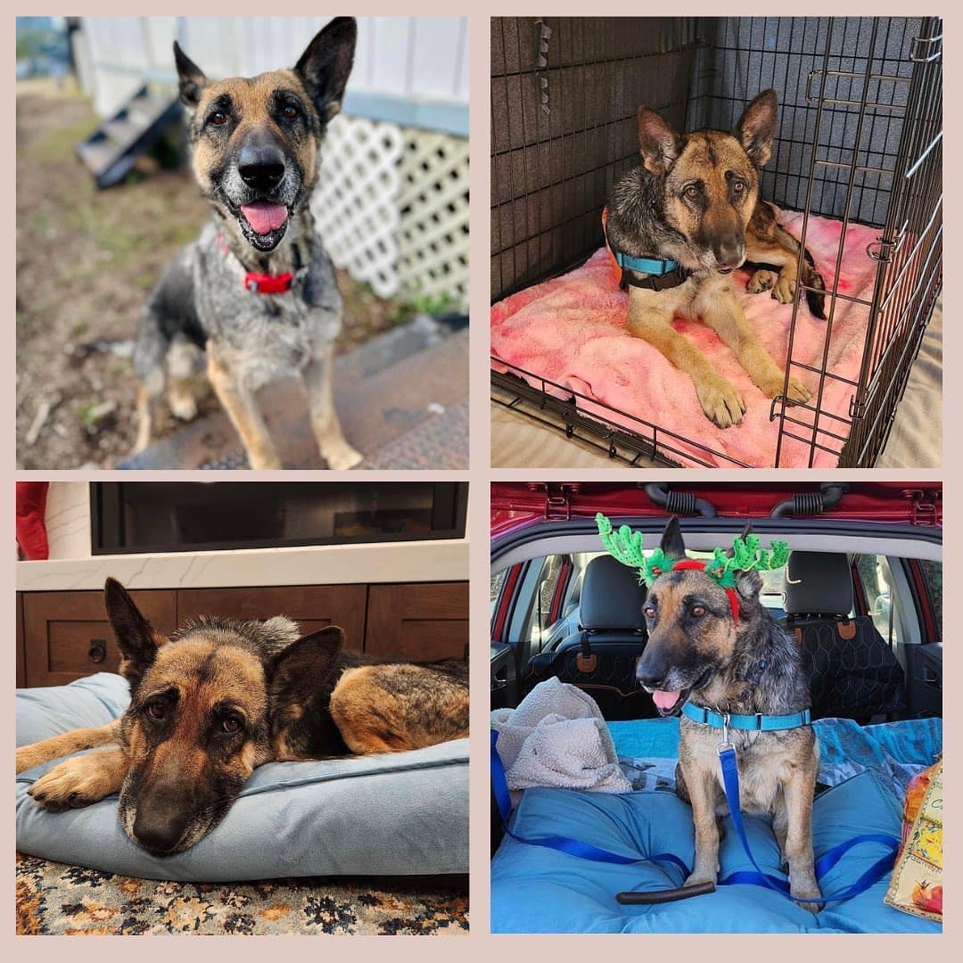 Oakland's tweet photo. Adopt a Dog this Weekend to Ease Overcrowding at the Shelter

@oaklandsanimals will extend hours Jan 12-16, waive adoption fees, and expedite the adoption process with the goal of finding homes for 50 big dogs by the 16th. https://t.co/O7HbkAR5Rh https://t.co/cC87ROuHF7