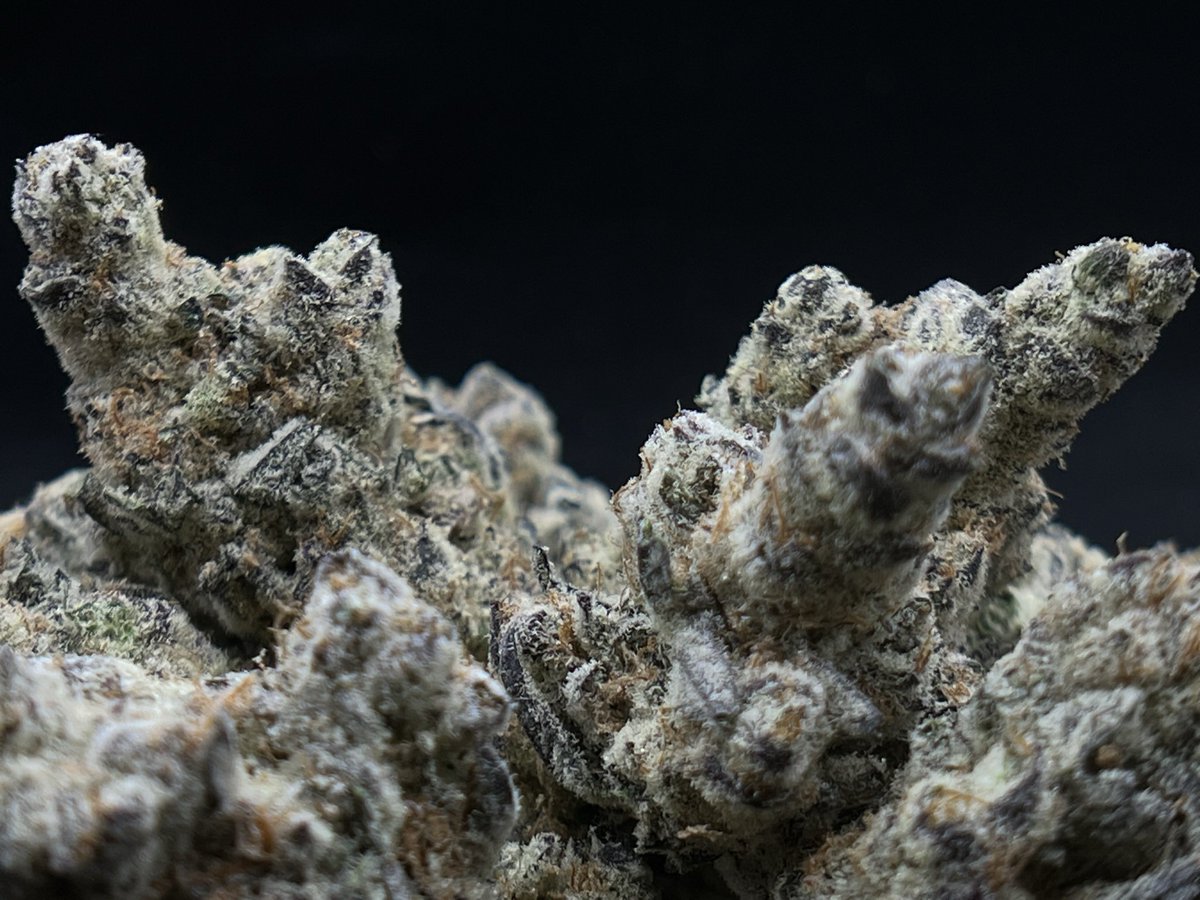 DogHouse_MI's tweet photo. Frosty peaks of Mount Garlato (GMO x Gelato 33)

Bred and grown by Doghouse 

#weed #WeedIsBack #weedsmokers #WeedLife #WeedLovers #weedgirl #detroit #detroitweed #cannabis #cannabisindustry #CannabisCommunity https://t.co/4344sFOigJ