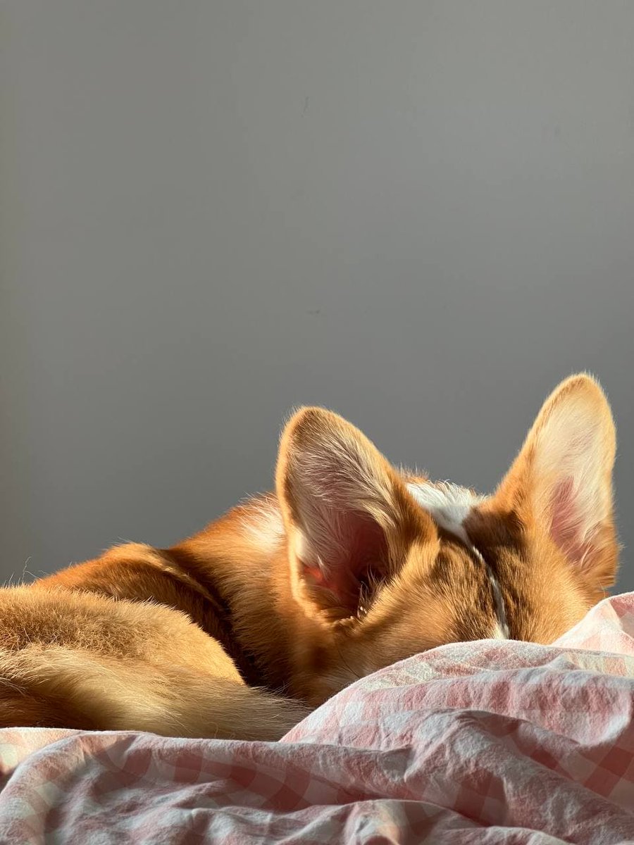 Emily1986xnbu's tweet photo. #corgi #corgipuppy #corgination #corgilife #corgisofinstagram #corgicommunity #corgis #corgibutt #corgigram #corgigram_ #corgiaddict #corgiplanet #corgilove #corgifeed #corgipuppies #corgistation #corgioftheday #corgistagram #corgirules #corgiears #corgimix #corgidaily https://t.co/7UhwOSXVV0
