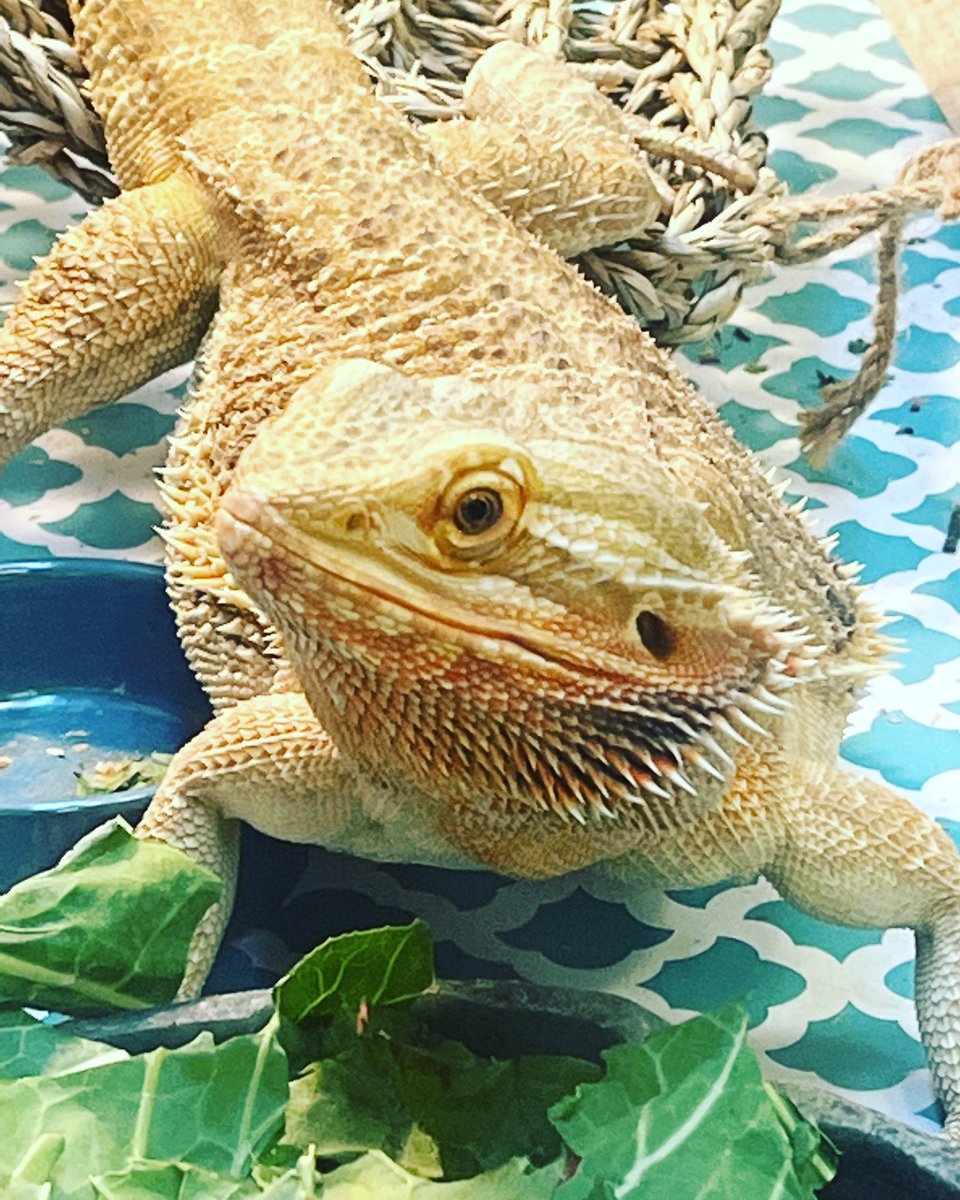 BeachStreetWI's tweet photo. Mushu had a spa day! Thanks to Ms. Loddigs for giving Mushu a mani, pedi and bath! #dragonmani #dragonspayday #bsp #wipride #librarydragon https://t.co/SHfrH2e0z6