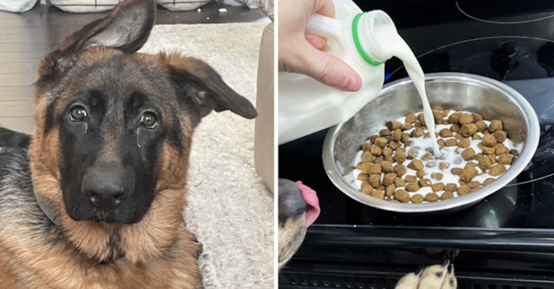 DrMartyPets's tweet photo. Top veterinarian reveals the most important thing you can do for your dog.
