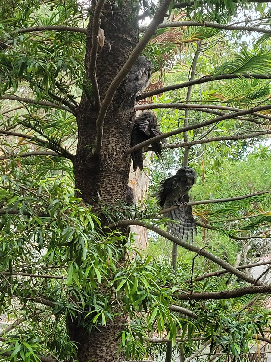 Dr Emily Don (@emilykdon) on Twitter photo Look who's checking that I'm back in the office and working 👀 <a href="/mqnatsci/">Macquarie University School of Natural Sciences</a> #bushcampus Look who's checking that I'm back in the office and working 👀 <a href="/mqnatsci/">Macquarie University School of Natural Sciences</a> #bushcampus