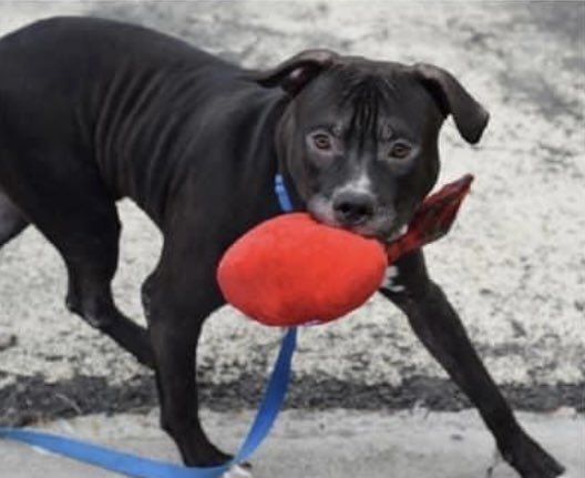Keith Olbermann's Dogs tweet media