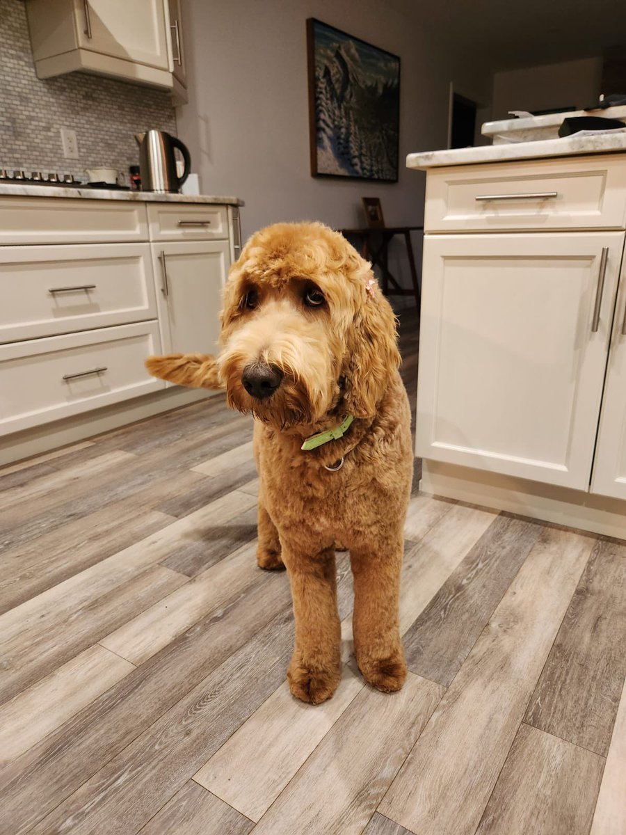 PoundDog911's tweet photo. Huge thanks to Furever loved pet salon for recently grooming Golden the doodle and Joy the Maltese. When dogs start their life off in a puppy mill they come to us with dry, matted fur that certainly transforms beautifully with a good grooming. https://t.co/XRwBjirWdi