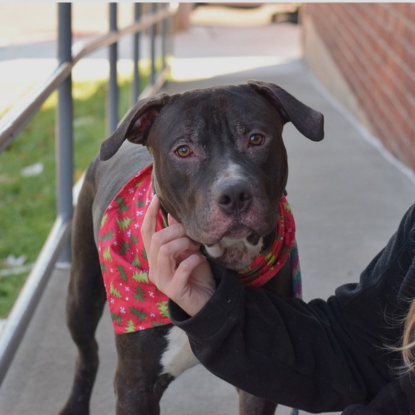 🐾3-y/o Dingleburgh found w/ untreated skin allergy & brought in by police. He is a level 1 dog - best behavior rating. Super friendly, housetrained, bouncy, play bows, dog friendly & okayed for kids 5+. Available to foster or adopt. Needs offer by *1/12* facebook.com/mldsavingnycdo…