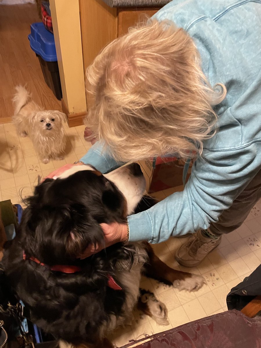 PoundDog911's tweet photo. Walter found his forever home with a family who adore Berners and have one already that they were looking for a buddy for.  Walter has secured his favourite spot on the couch in his new home and is settling in well! https://t.co/97rjI9snIS