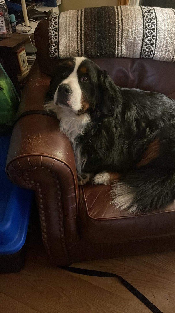 PoundDog911's tweet photo. Walter found his forever home with a family who adore Berners and have one already that they were looking for a buddy for.  Walter has secured his favourite spot on the couch in his new home and is settling in well! https://t.co/97rjI9snIS