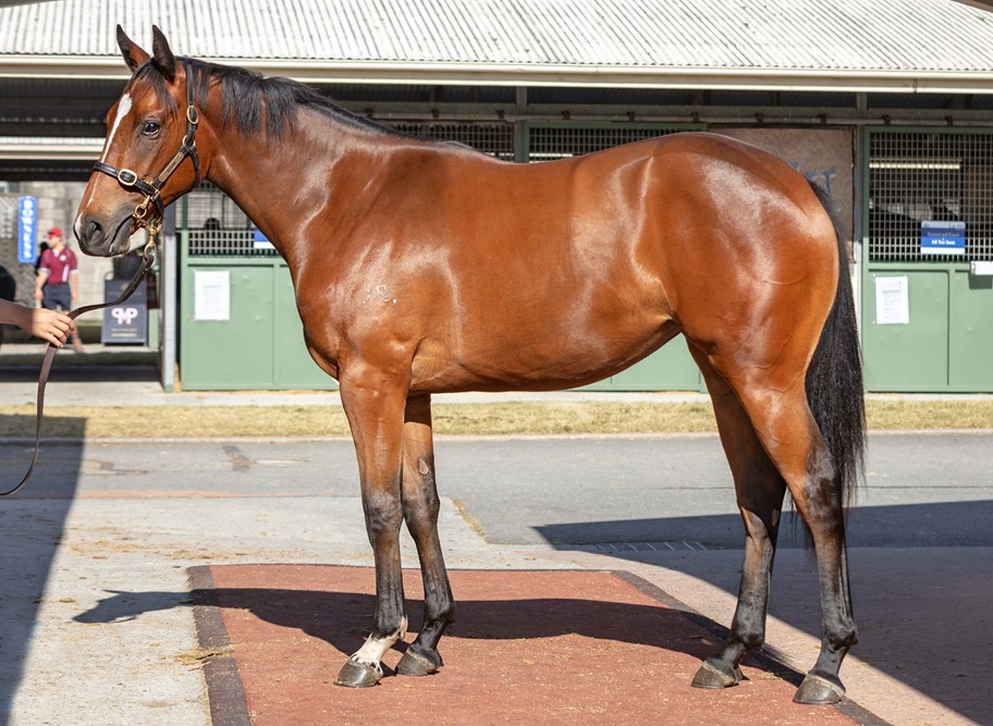 RBloodstock's tweet image. From the first crop of @DarleyAus Champion 2YO &amp;amp; G1 winner Microphone (Exceed And Excel), @StarTbreds purchases Rosari Farm's Lot 211 @mmsnippets, a bay filly out of the stakes placed Lion Heart mare Oxford Heart, a half-sister to OxfordPoet to be trained by @cwallerracing.