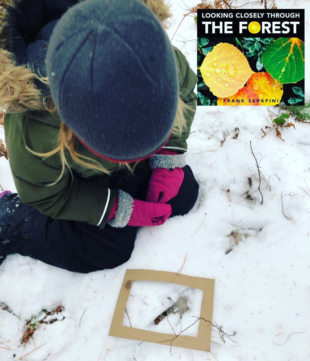 “Looking Closely Through the Forest” by Frank Serafini is a great book that gets us doing exactly what the title says. We made these cardboard frames to help us highlight our forest finds. This little was delighted to find turkey tracks! #fdk #tldsblearns #kindergarten