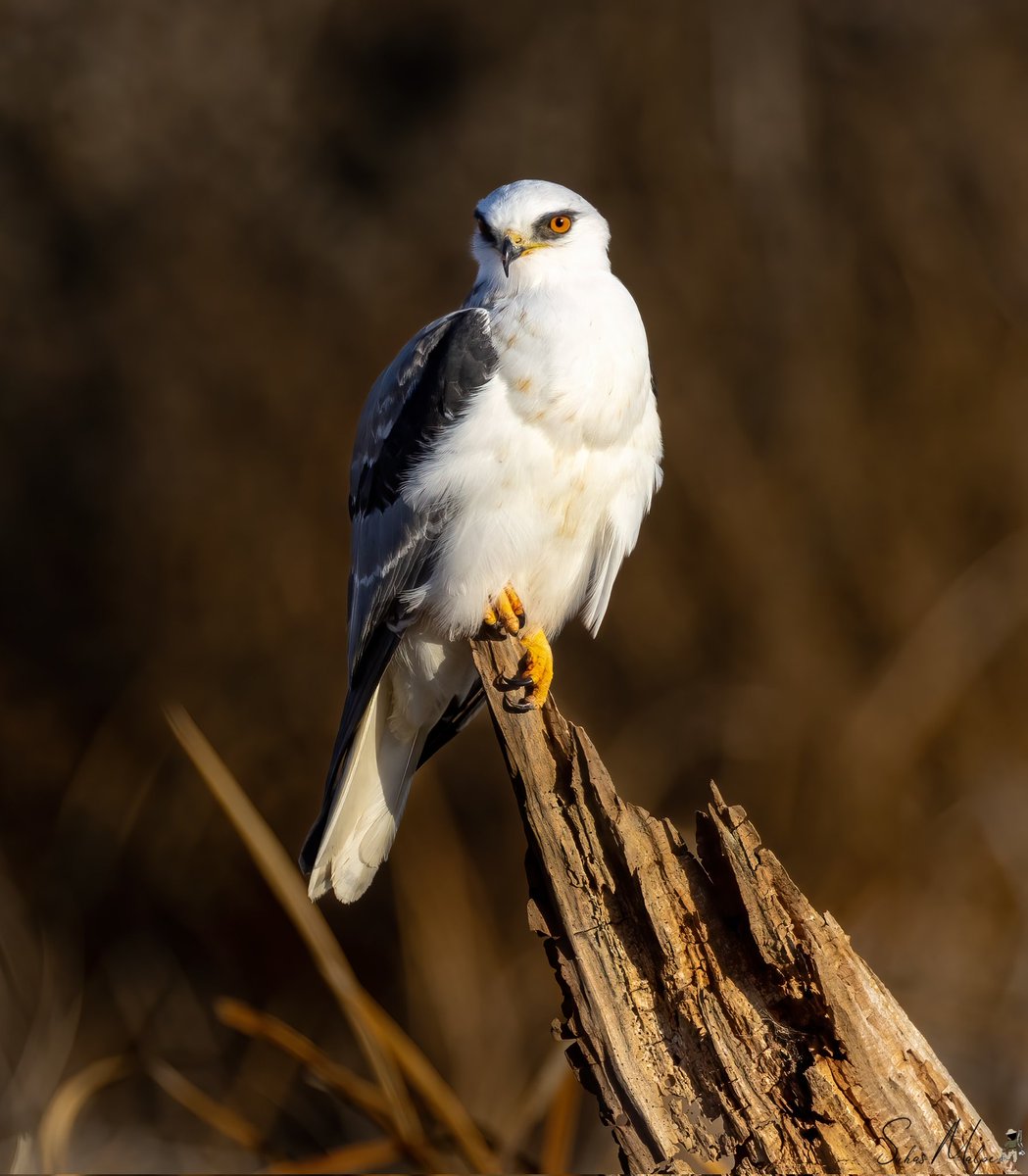 At the edge of a grassland, a White-tailed Kite perched on an exposed tree with a good view of the surroundings #birds #whitetailedkite #birdsofprey #raptors #birdwatching #bird #photography #birding #california #birdphotography #birdwatchers #naturephotography #nature #canon