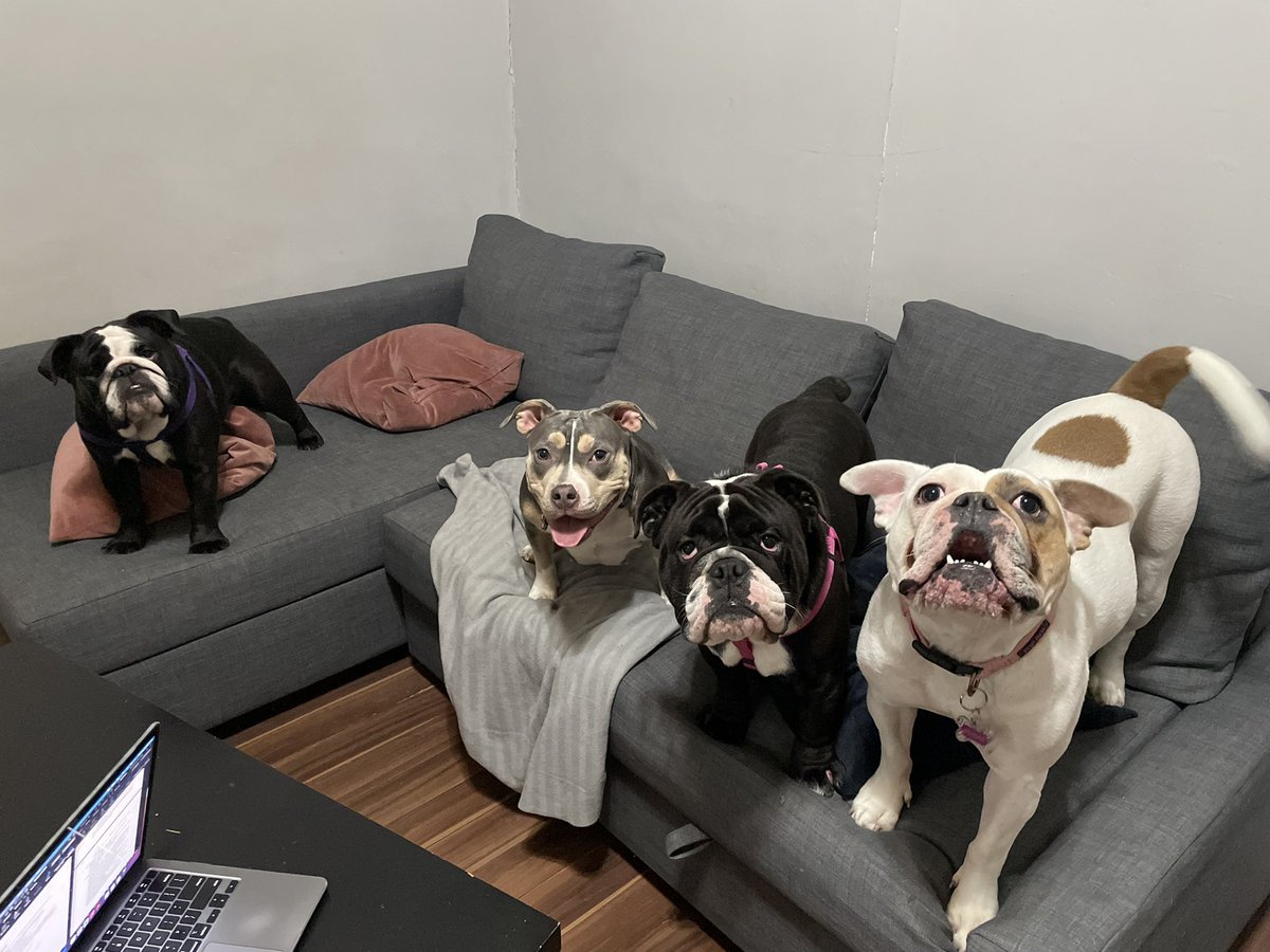 amyousseflaw's tweet photo. The dogs of @gorhamvandebeek are back at it again for a Faint Hope jury trial in Hamilton, Ontario. @BreanaVandebeek https://t.co/CjzFV41dKC
