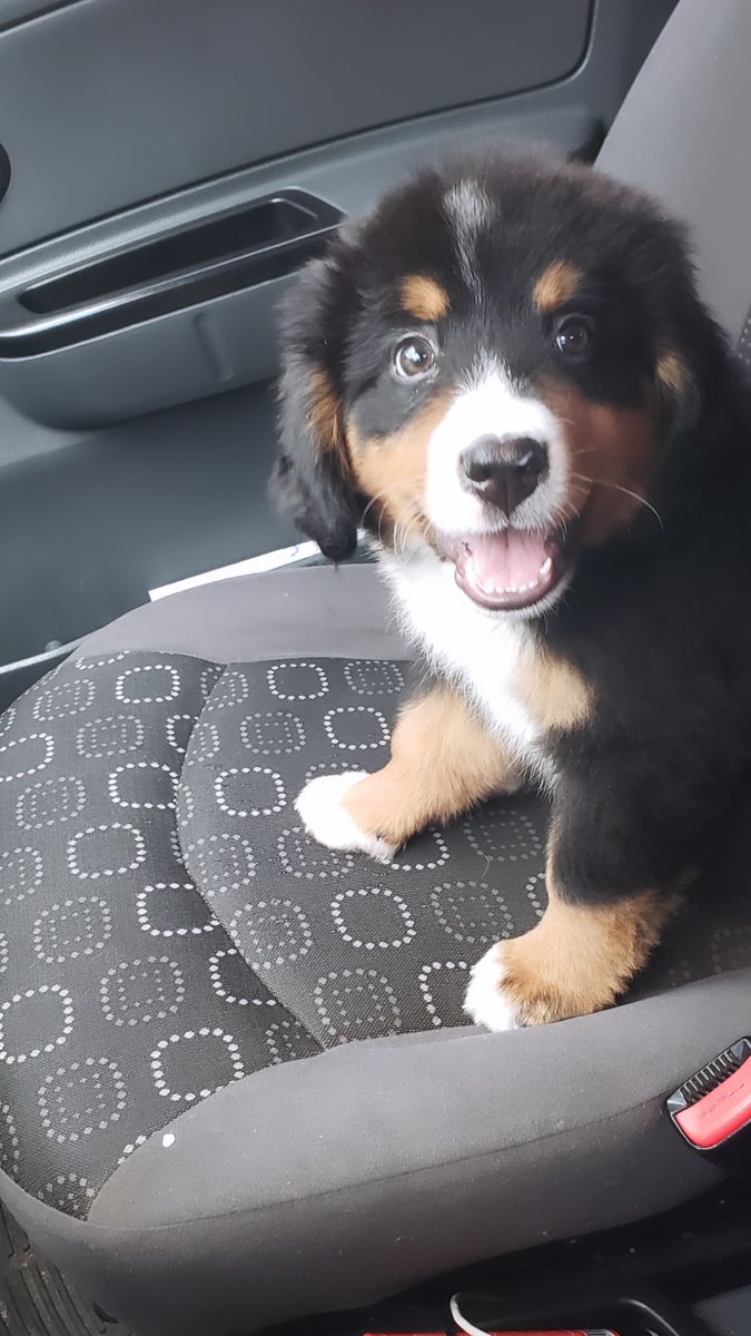 JavierBta_'s tweet photo. Esta niña me tiene loco 💙🥰 #bernesemountaindog #bernes https://t.co/LjjYHjcRKE