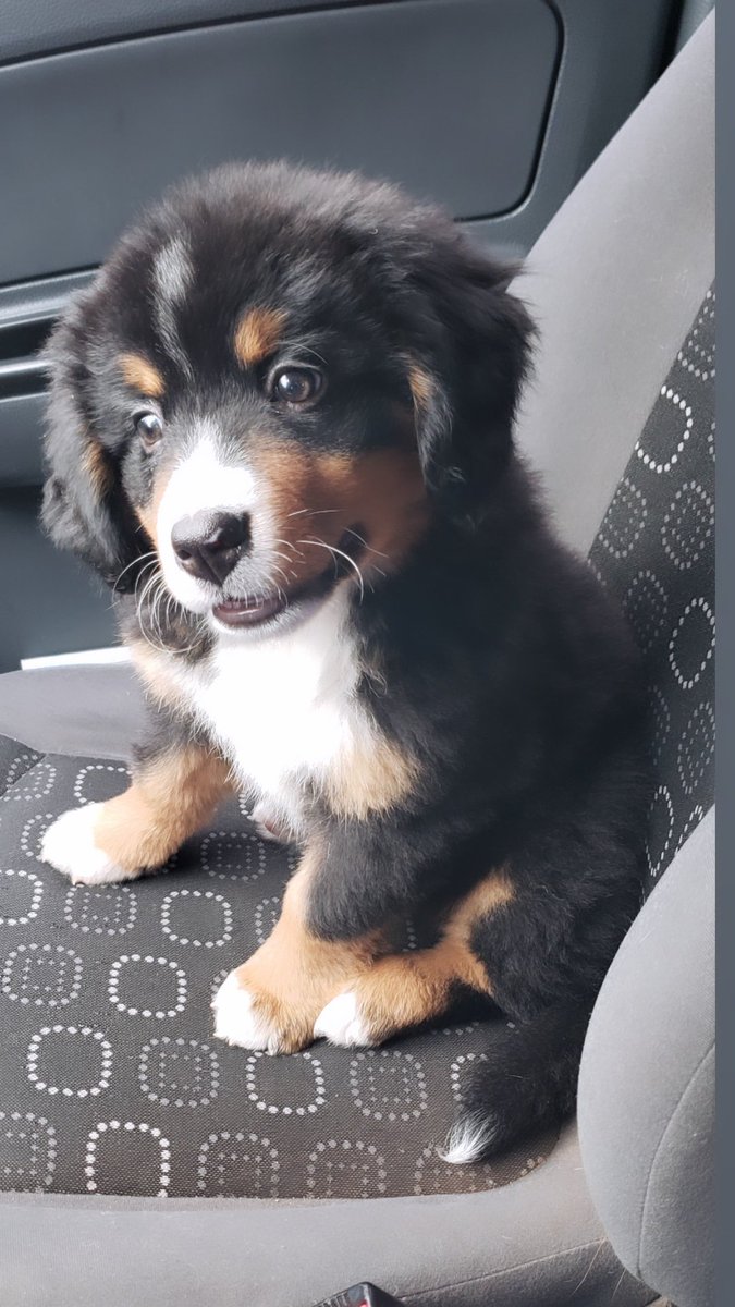 JavierBta_'s tweet photo. Esta niña me tiene loco 💙🥰 #bernesemountaindog #bernes https://t.co/LjjYHjcRKE