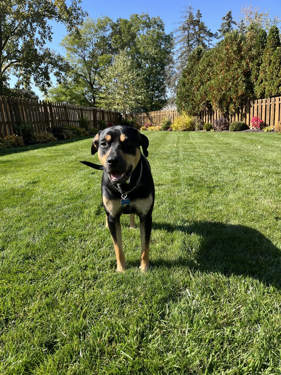 Yea my Rottweiler, Pitbull, Shepard, Hound is so scary