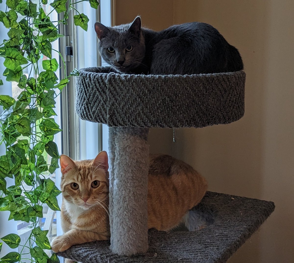 jadeeamazing_'s tweet photo. My little models 💖💖💖 https://t.co/98vESDl3wj