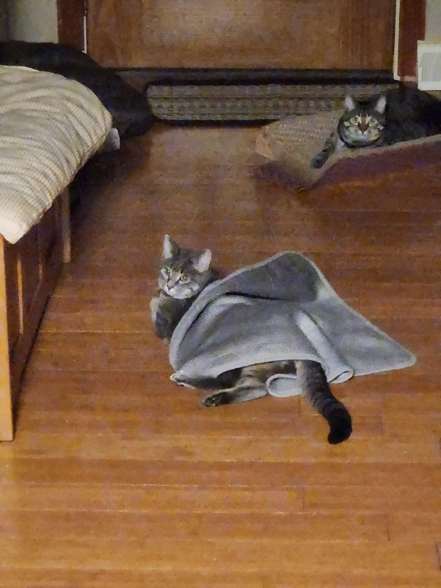 BlairAfterDark's tweet image. Snuggly baby and her mama #fluffballs #kittens