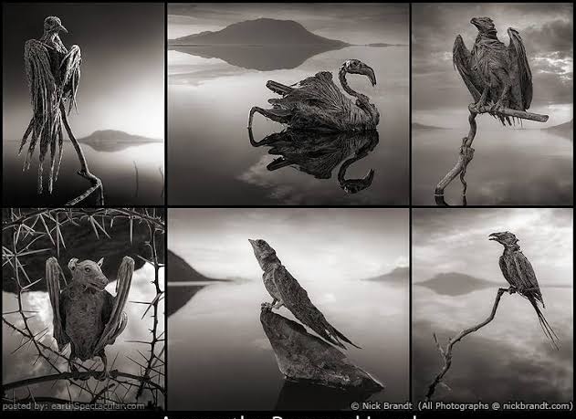 Science Daily on X: "Lake Natron is considered the scariest lake in the world! Why? Animals that die in this Tanzanian lake are turned into statues, through calcification https://t.co/OkARlFOQ3x" / X