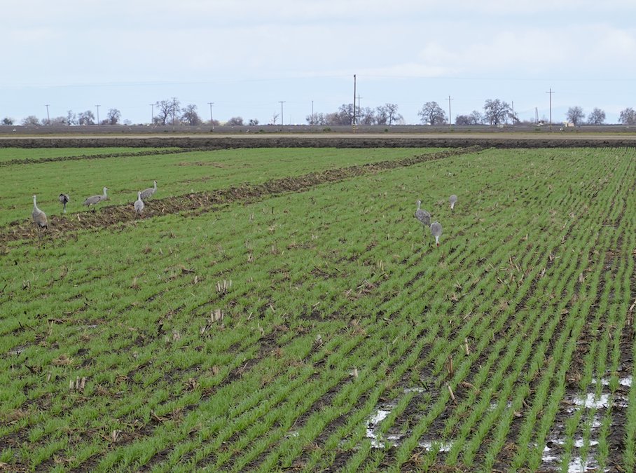 BowlesFarming's tweet photo. Our cover crop benefits from the recent #rain here on the #farm. In addition to #soil health value, some Sandhill Cranes are also enjoying it today. #cawater #cawx #sustainability #regenag #food #fiber #environment #birds #biodiversity #covercrop https://t.co/NSAHLuJnkb