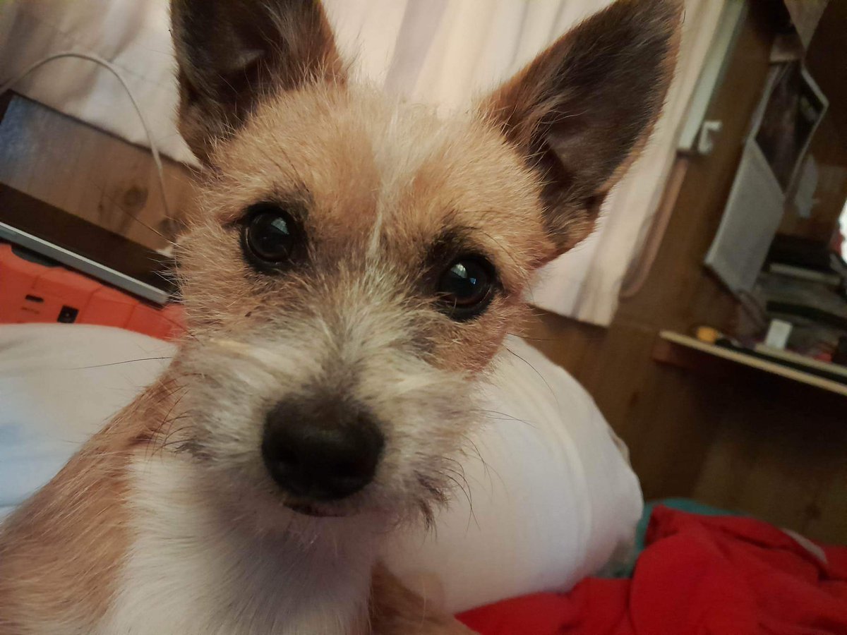 MovementFull's tweet image. My new mate Cooley